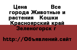 Zolton › Цена ­ 30 000 - Все города Животные и растения » Кошки   . Красноярский край,Зеленогорск г.